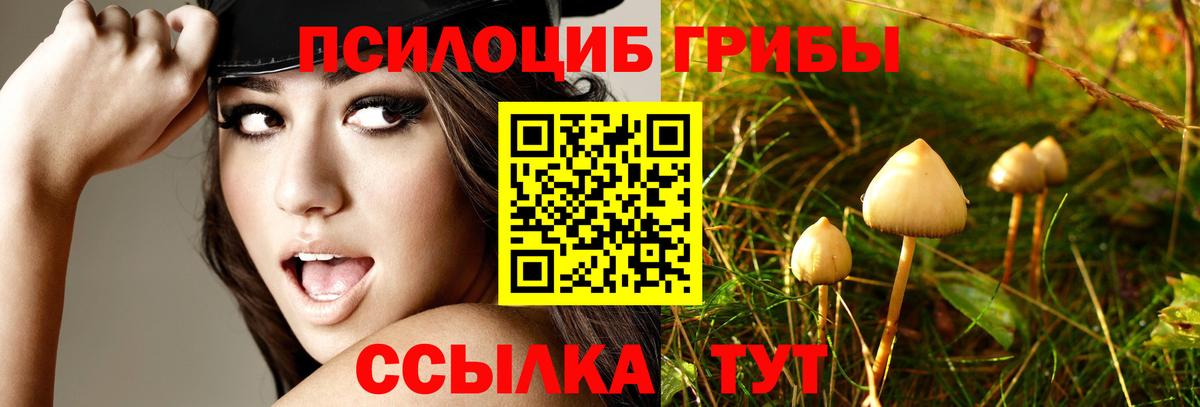 Тулун  Псилоцибиновые грибы Magic Shrooms  продажа наркотиков  Вход с VPN 